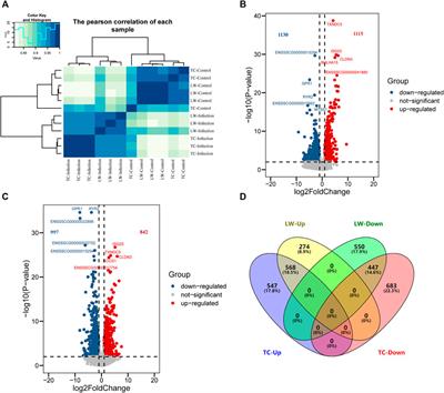 Integration of Transcriptome and Proteome in Lymph Nodes Reveal the Different Immune Responses to PRRSV Between PRRSV-Resistant Tongcheng Pigs and PRRSV-Susceptible Large White Pigs